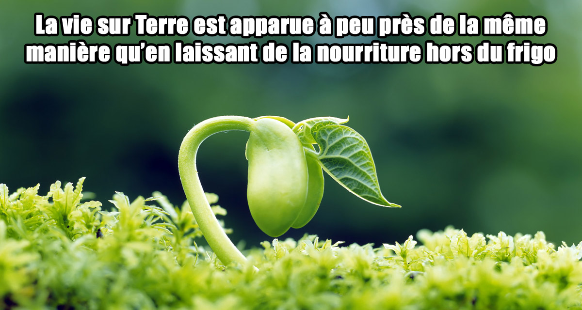 plante