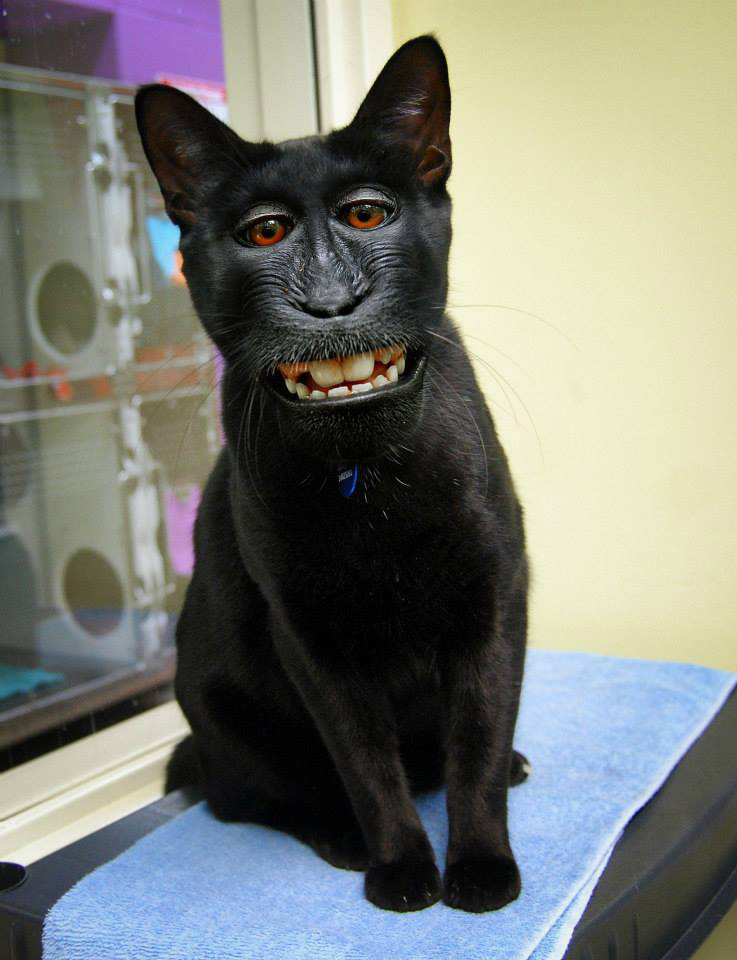 primate-chat