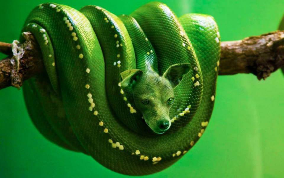 python-chien