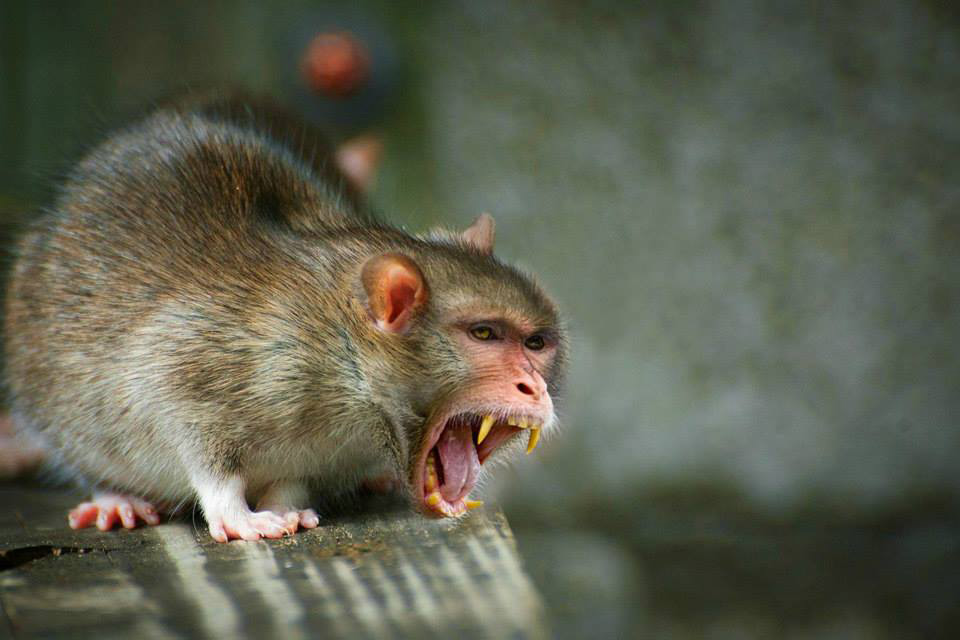 rat-singe