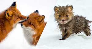renards