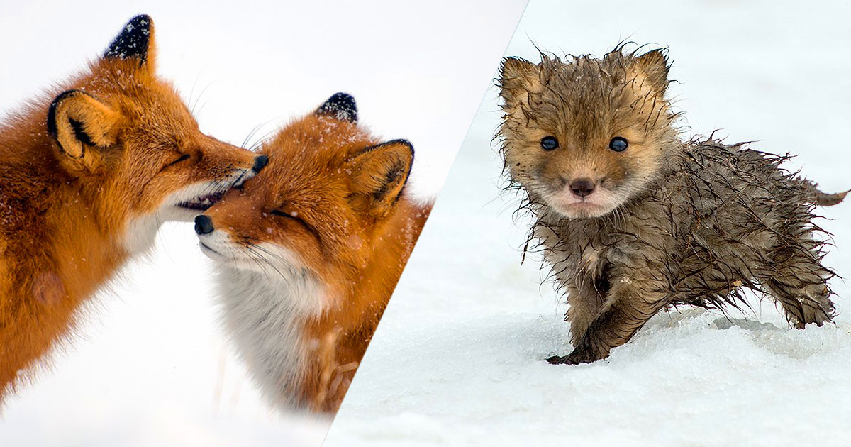 renards