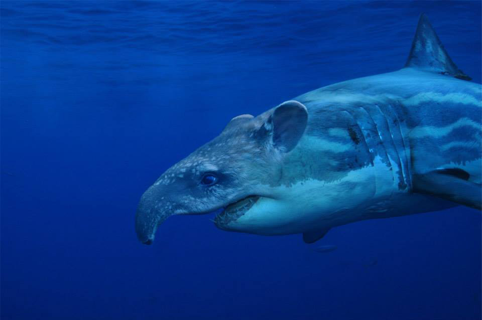 requin-tapir
