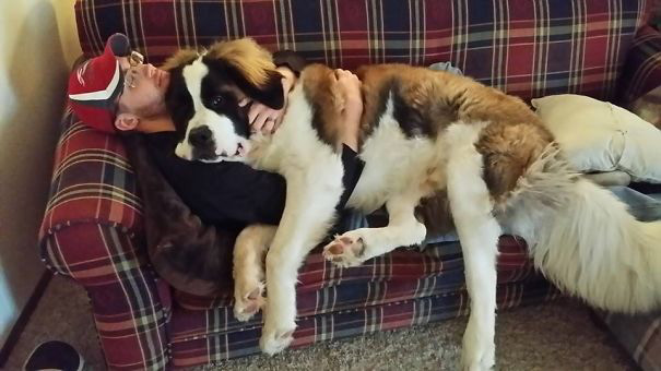 saint-bernard