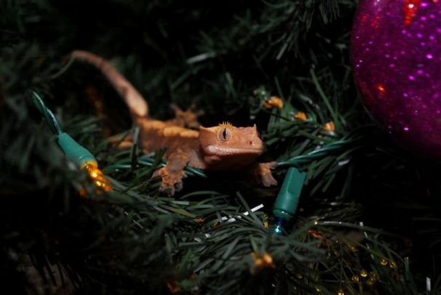 sapin