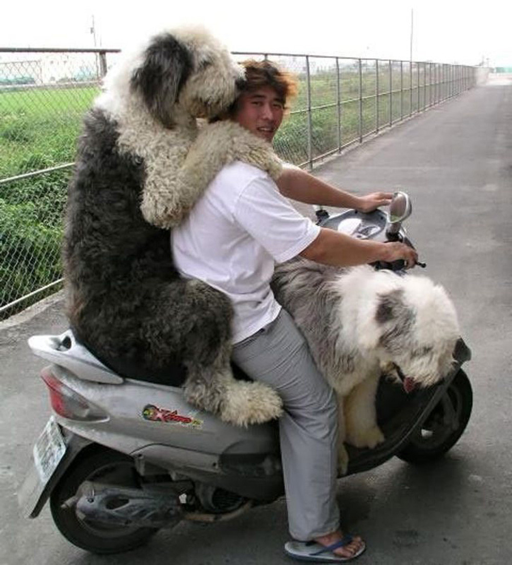 scooter