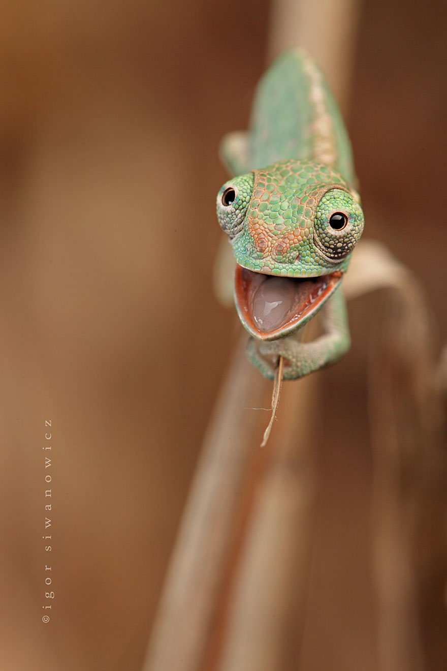 sourire