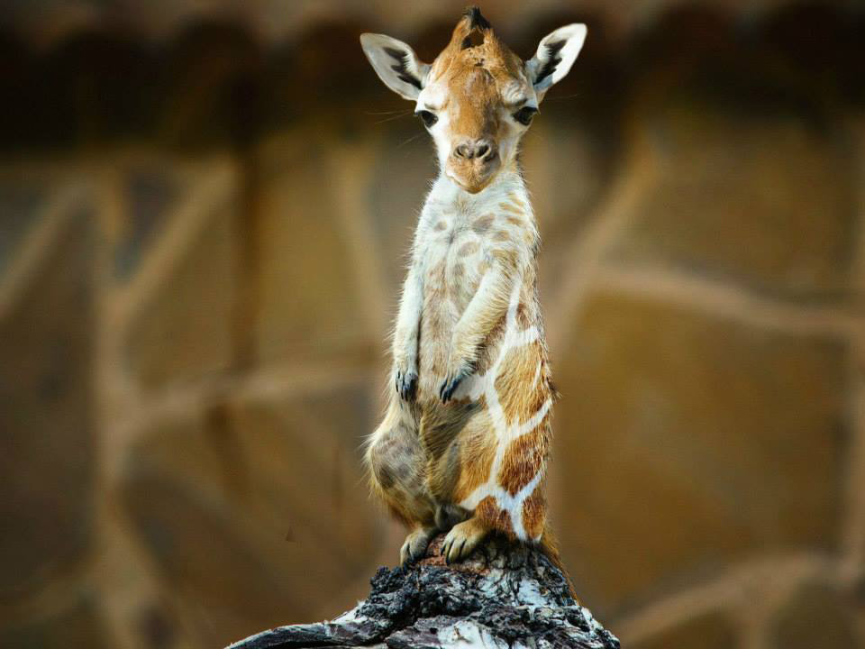 suricate-girafe