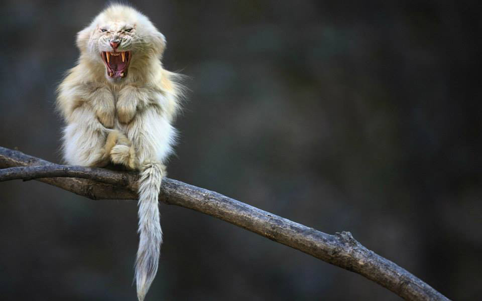 tigre-blanc-singe