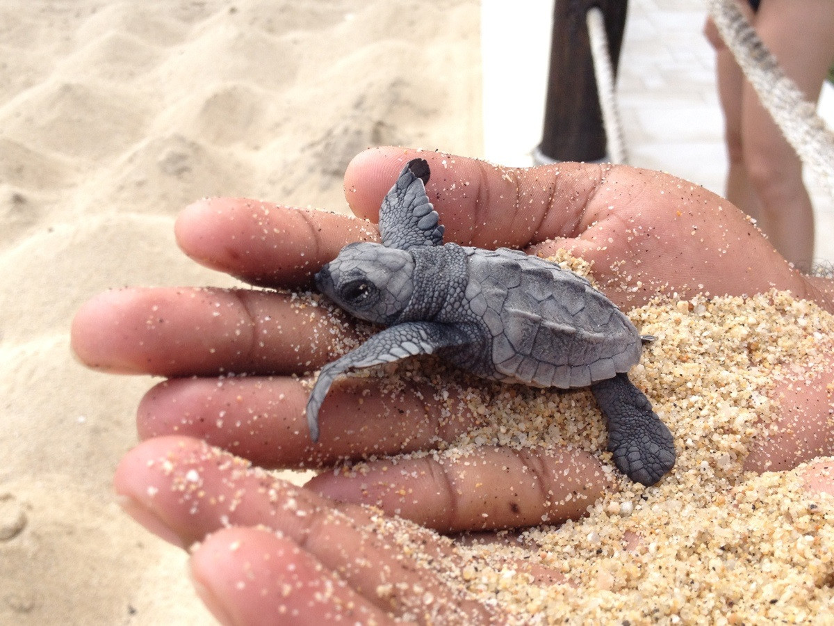 tortue