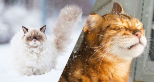 une-chat-neige