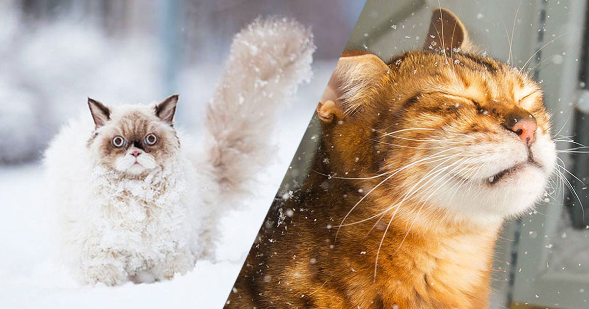 une-chat-neige