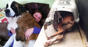 une chiens
