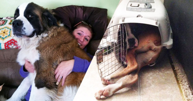 une chiens