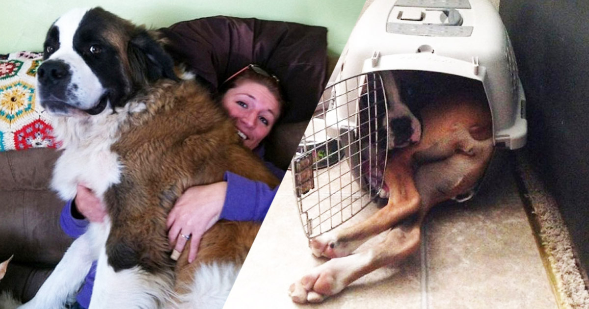 une chiens