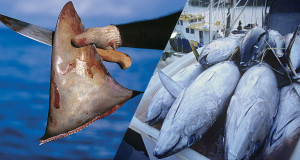 une-poisson-mer