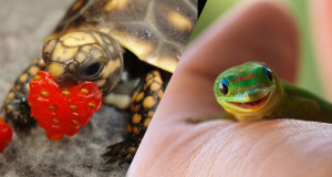 une reptiles