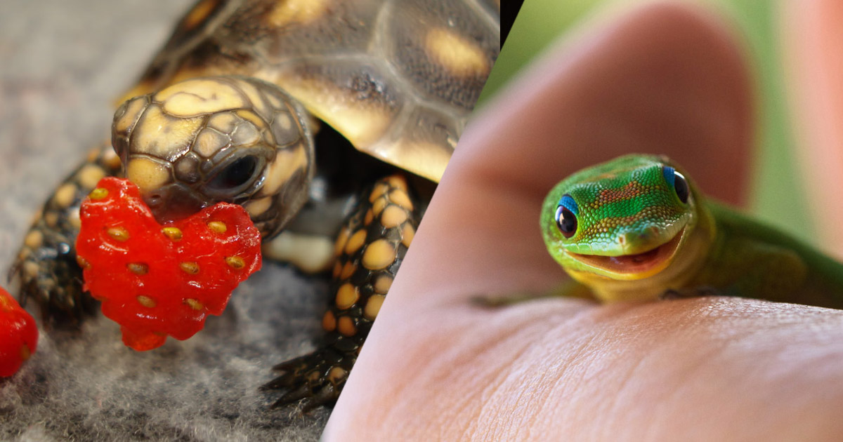 une reptiles