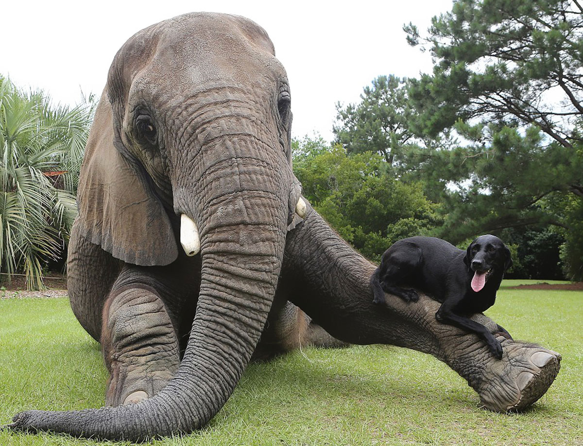 Un chien fait un calin à un éléphan