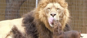 lion-chien