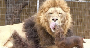 lion-chien