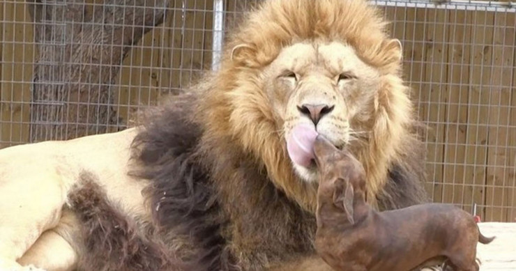 lion-chien