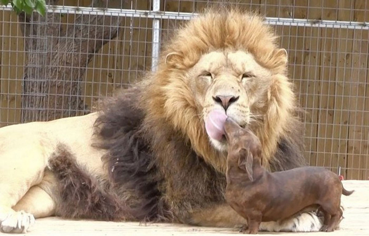 lion-chien