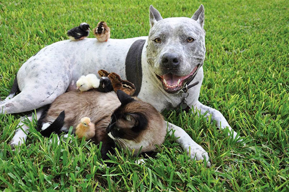 chien-chat-famille