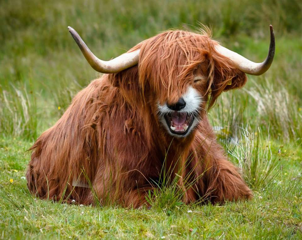 vache-panda-roux