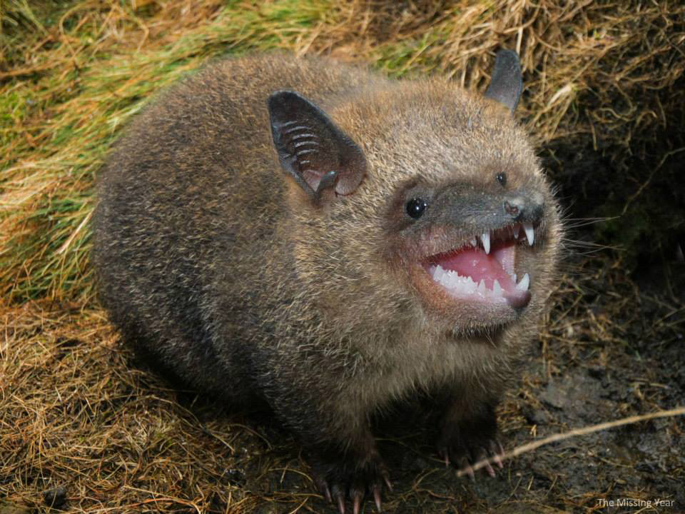 wombat-chauve-souris