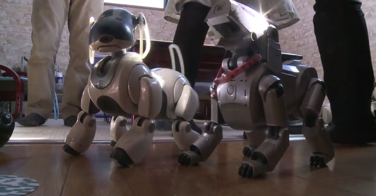 AIBO-2