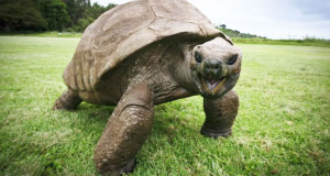 Une tortue vieille