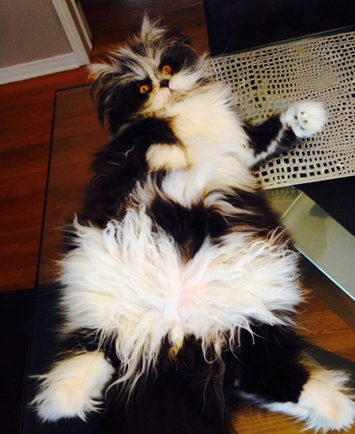 Atchoum-chat-18
