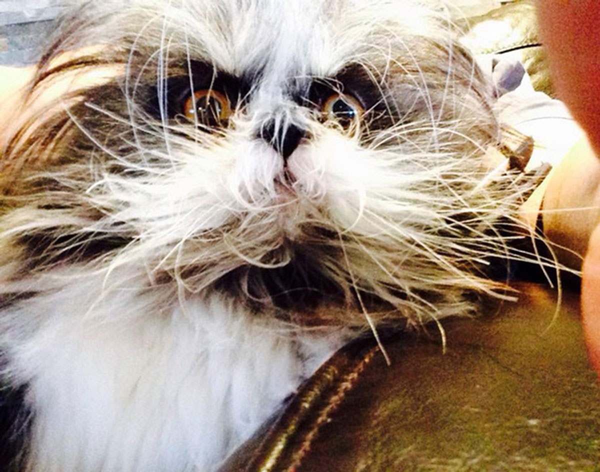 Atchoum-chat-17
