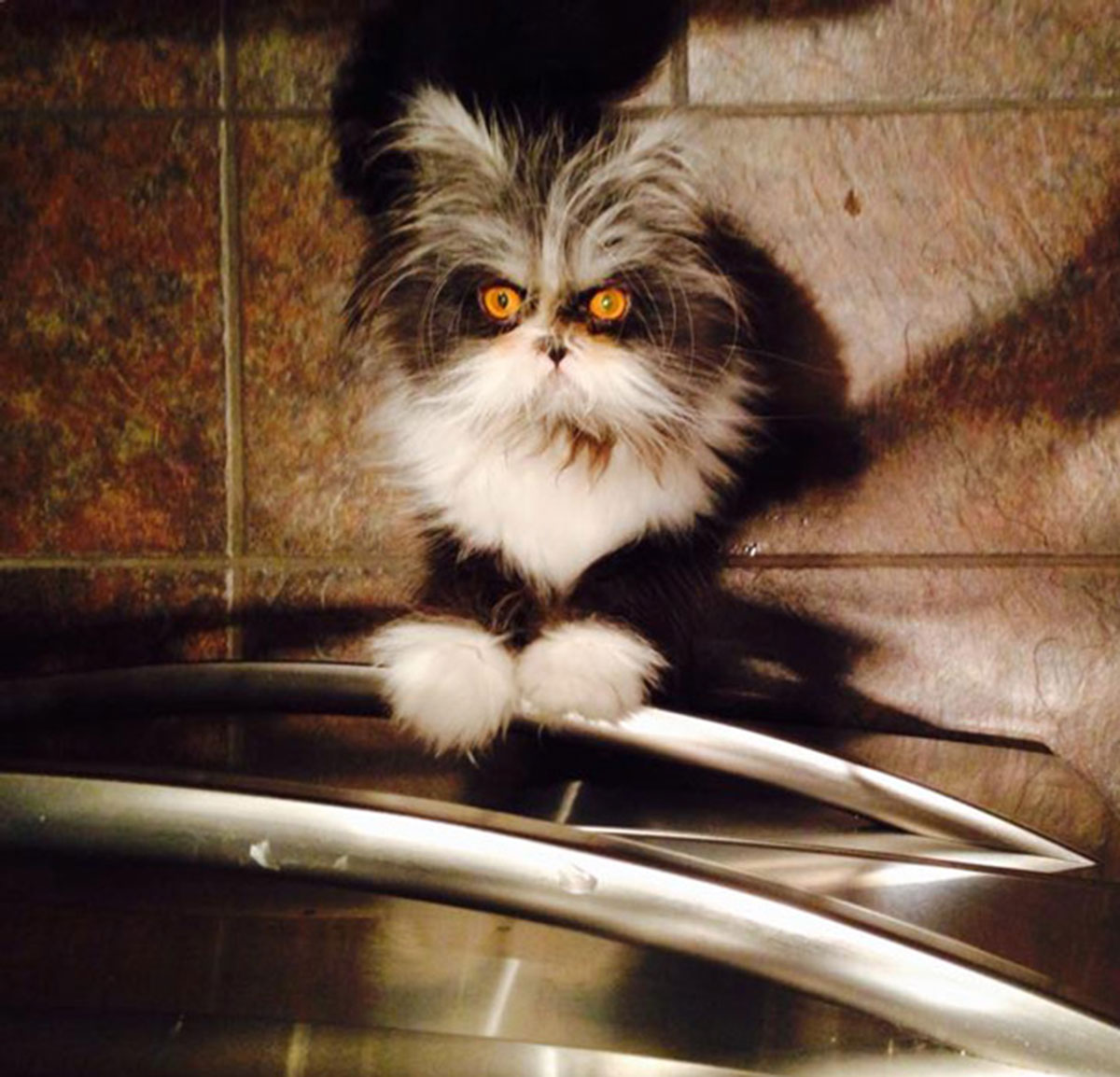 Atchoum-chat-12