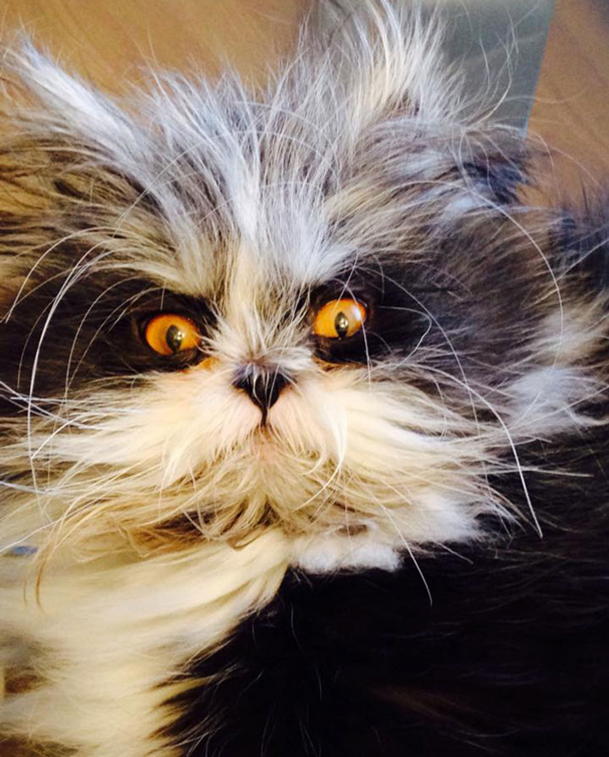 Atchoum-chat-11