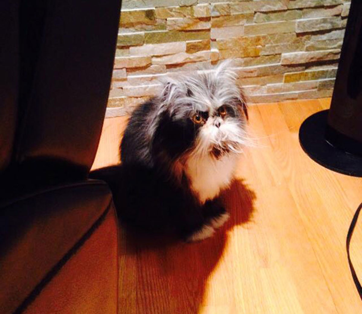 Atchoum-chat-10