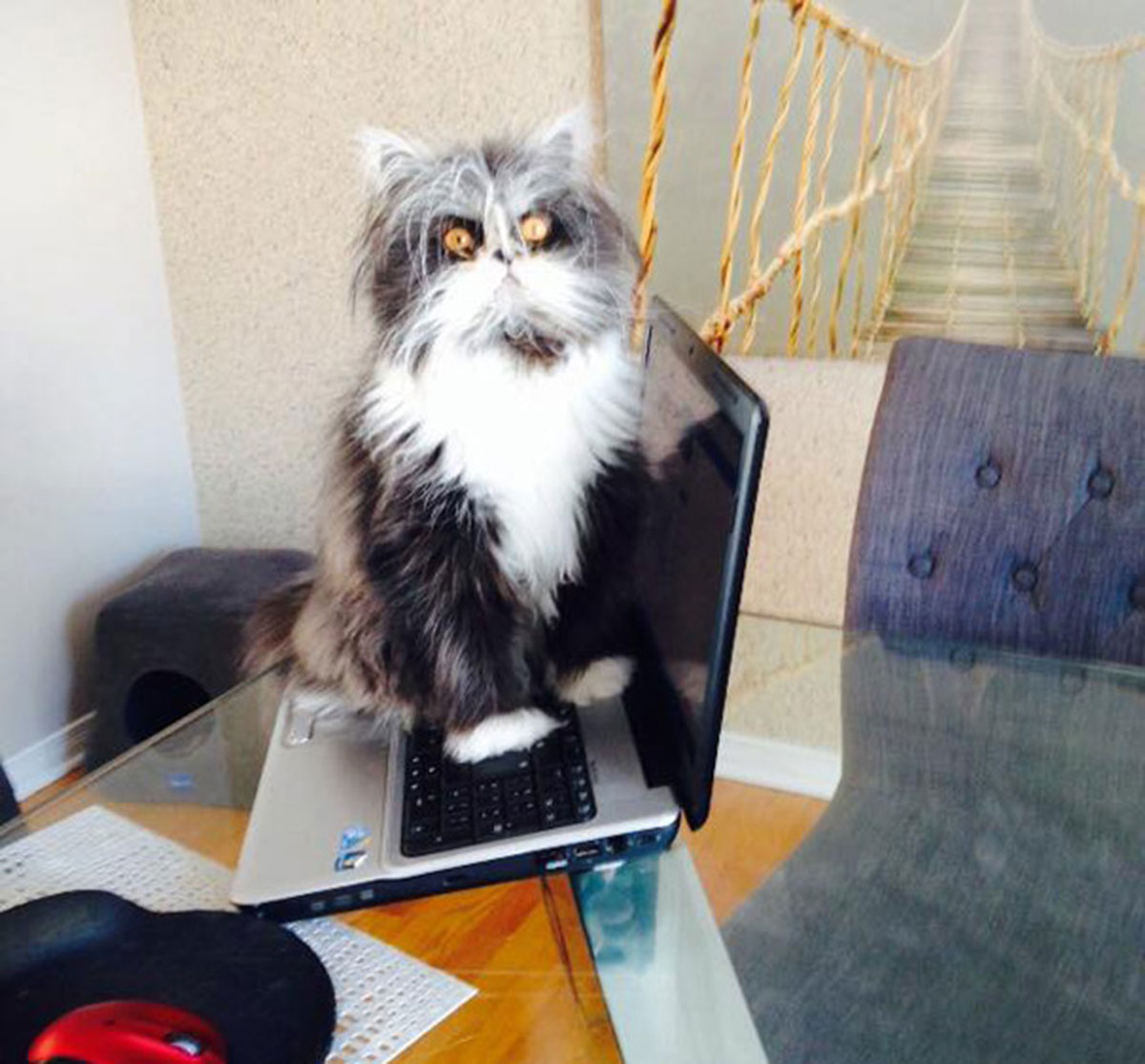 Atchoum-chat-9