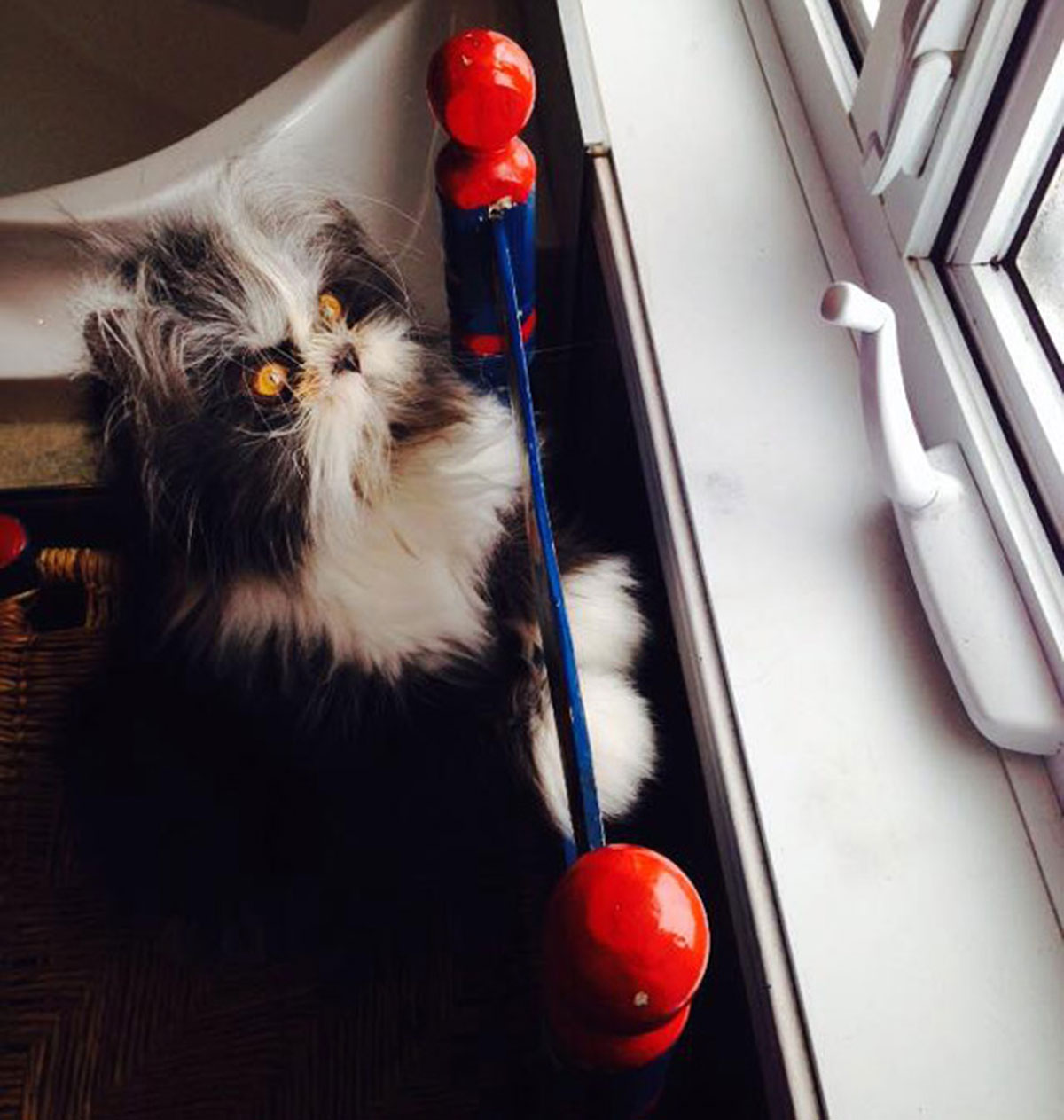 Atchoum-chat-16