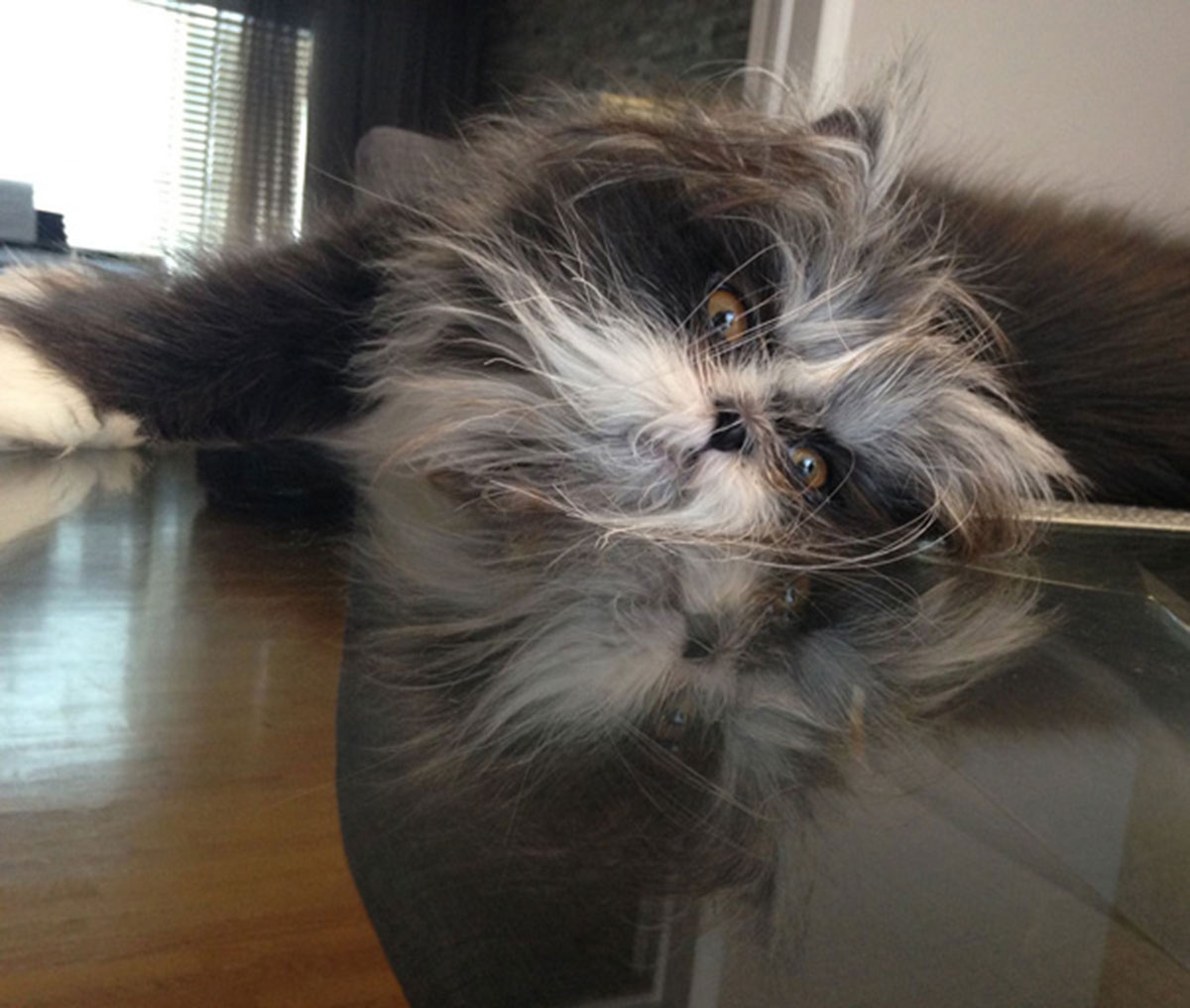 Atchoum-chat-7