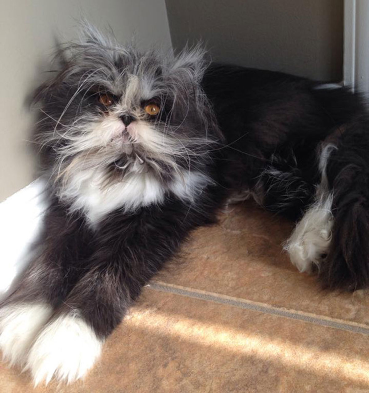Atchoum-chat-6