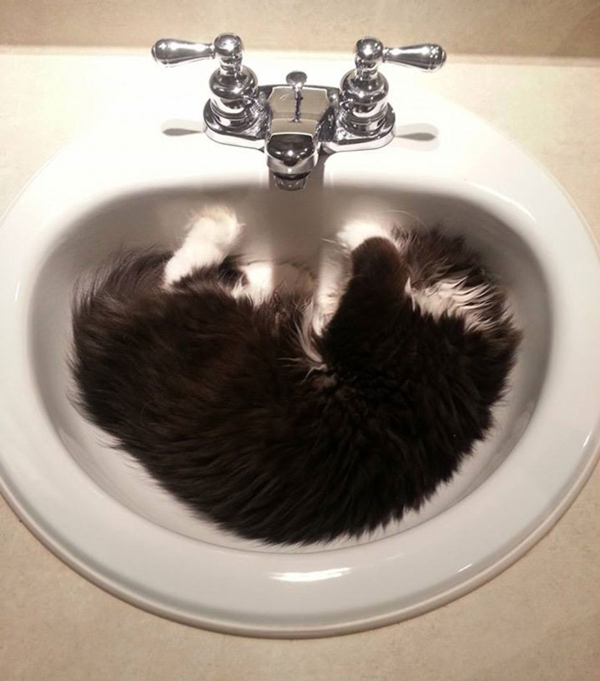 Atchoum-chat-5
