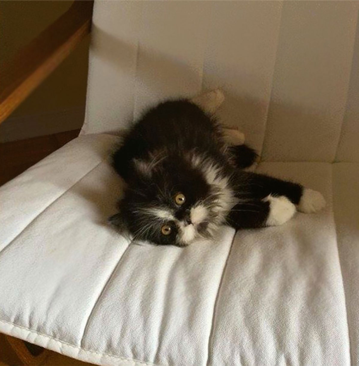 Atchoum-chat-4
