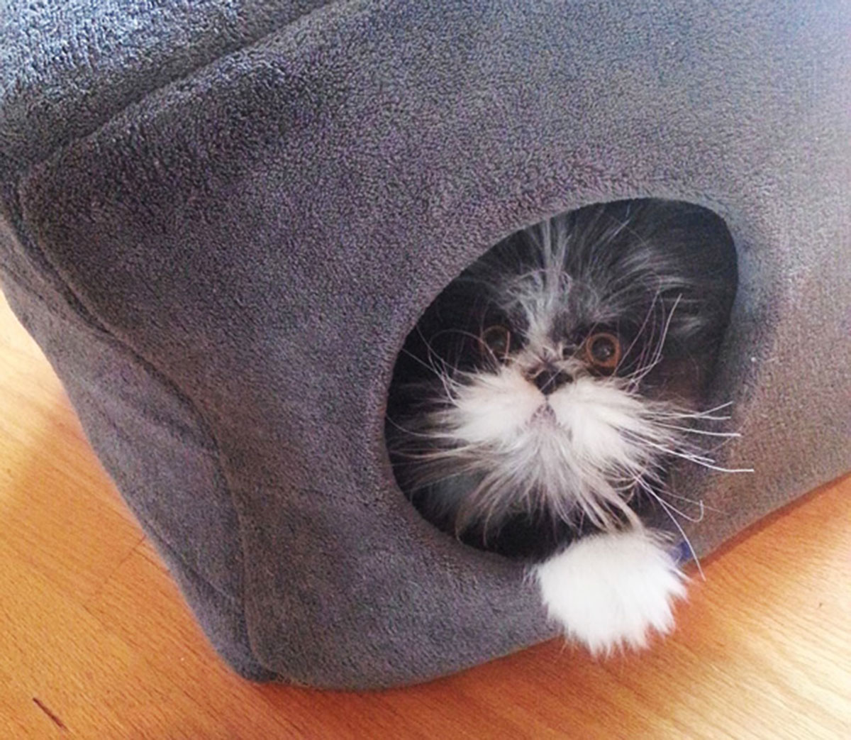 Atchoum-chat-3