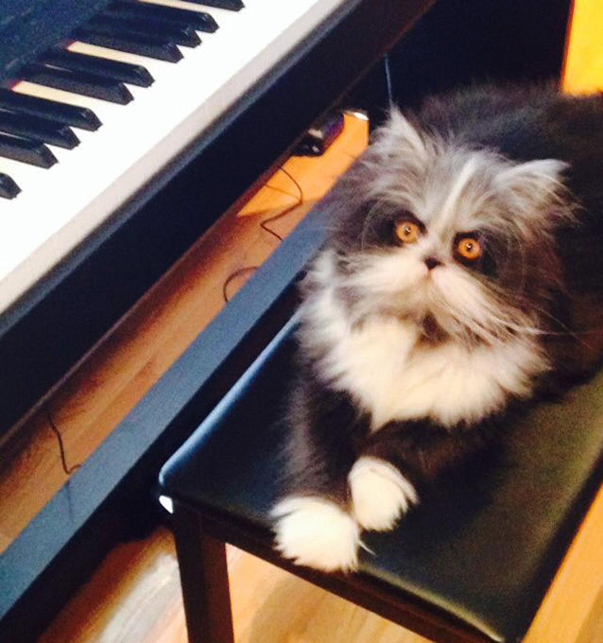 Atchoum-chat-2