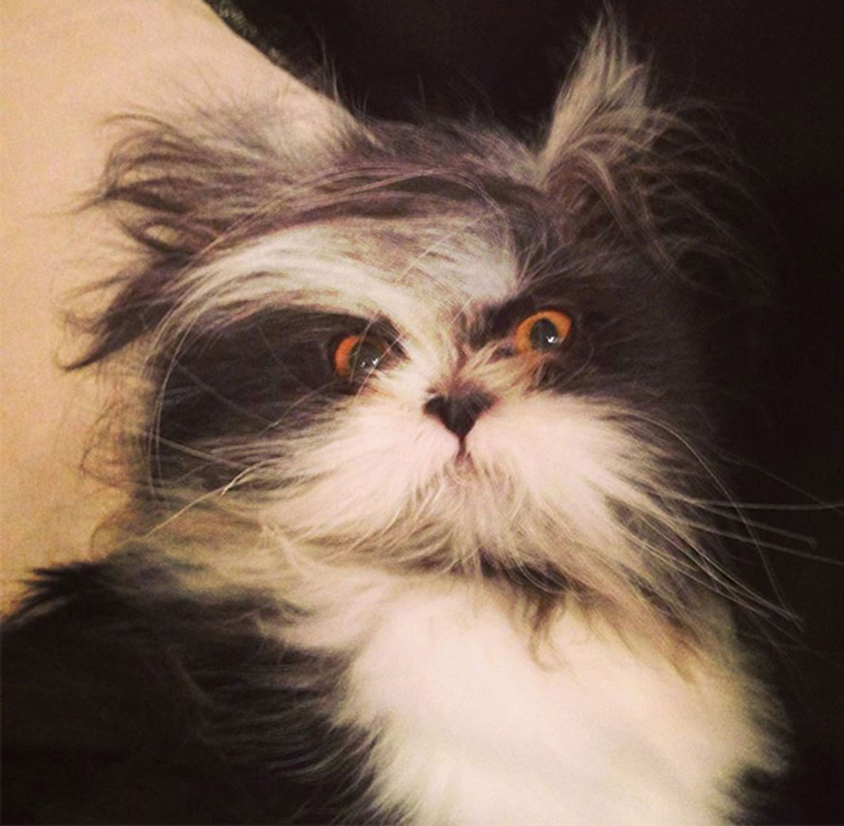 Atchoum-chat-1