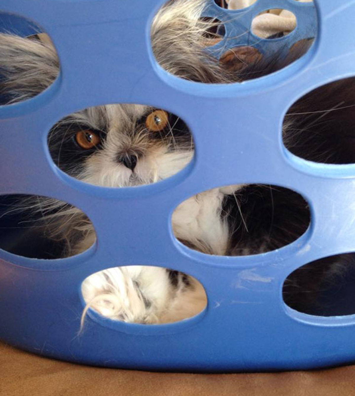 Atchoum-chat-15