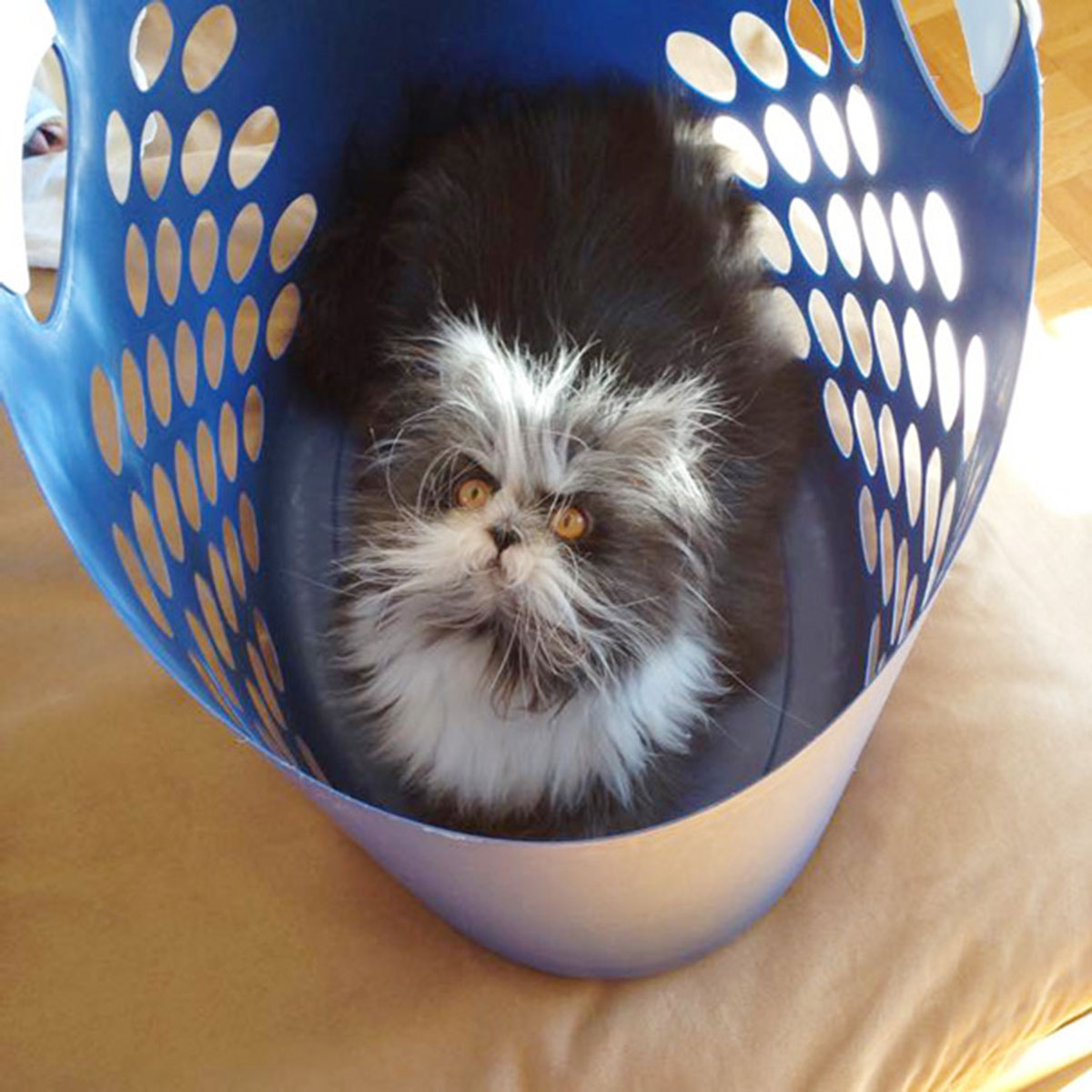 Atchoum-chat-14
