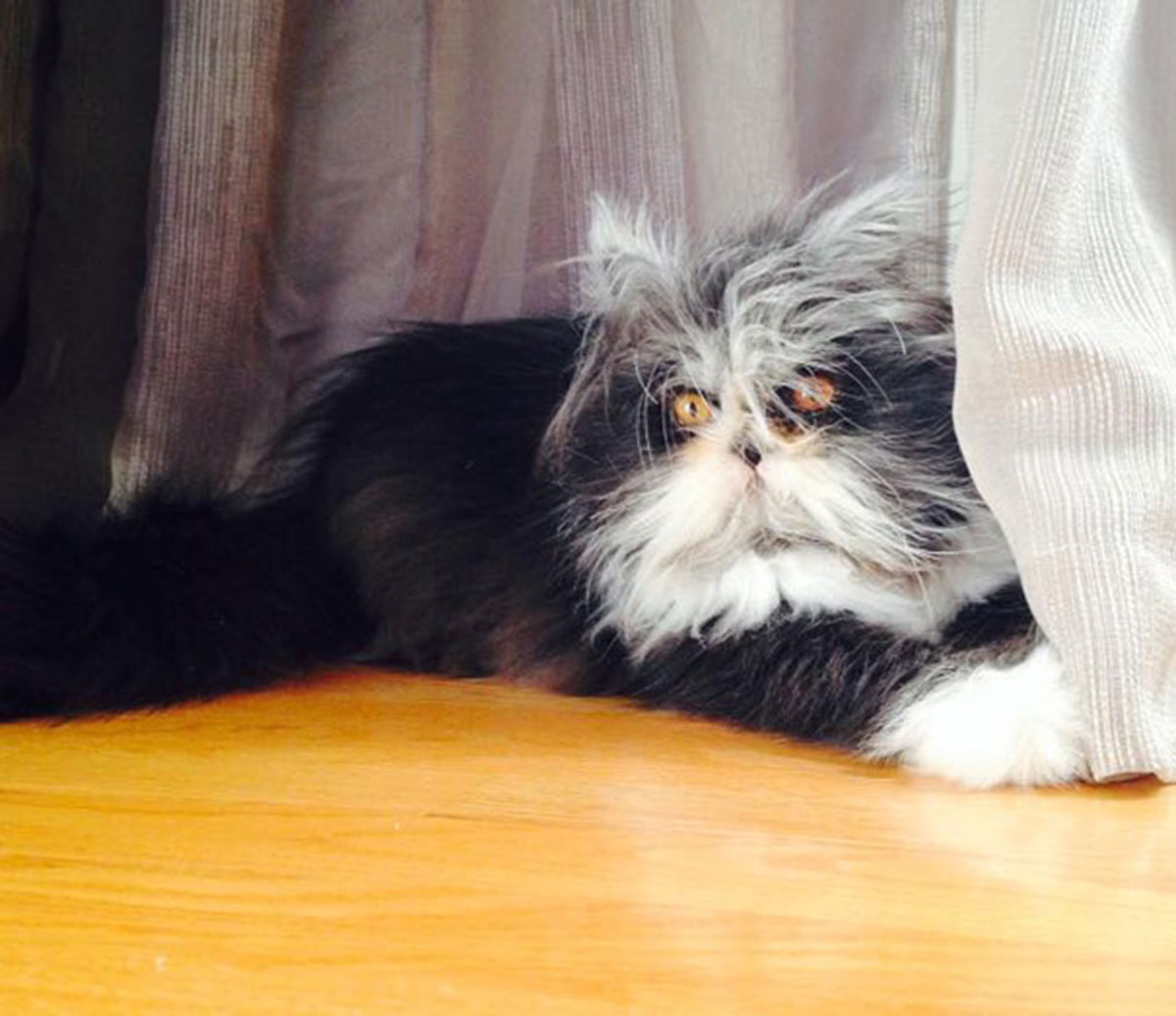 Atchoum-chat-13