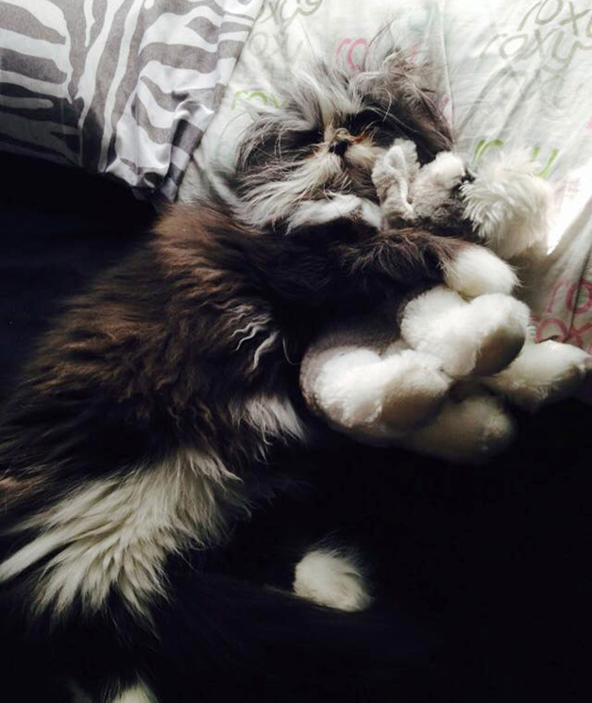 Atchoum-chat-20